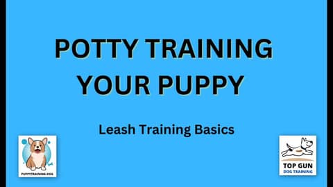 Part 17 - Leash Training Basics