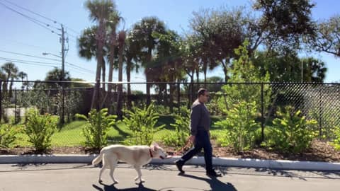 Loose Leash Dog Walking