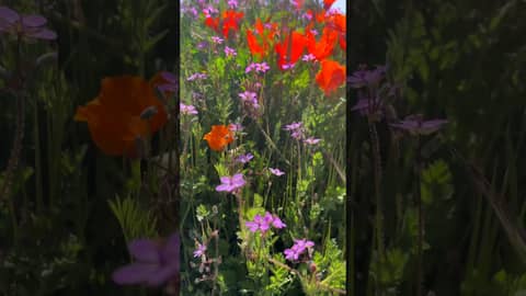 Enjoy the California Superbloom! | Walk Along the Path With Us!