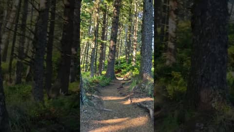 Hike Along Forested Trails in Oregon! Hike Along Forested Trails in Oregon!