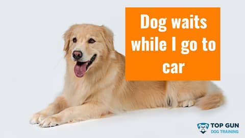 Spaulding Waiting in Down Stay