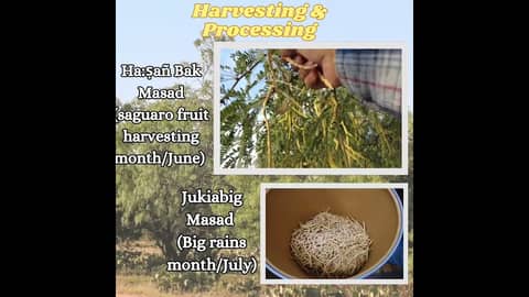 Mesquite Bean - Ku'i Wihog