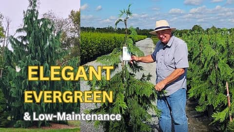 Weeping Alaskan Cedar: The Elegant, Shapely, Low‑Maintenance Evergreen Every Garden Needs