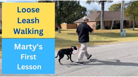 Loose Leash Walking - First Lesson