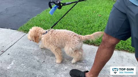 Goldendoodle Puppy Leash Training