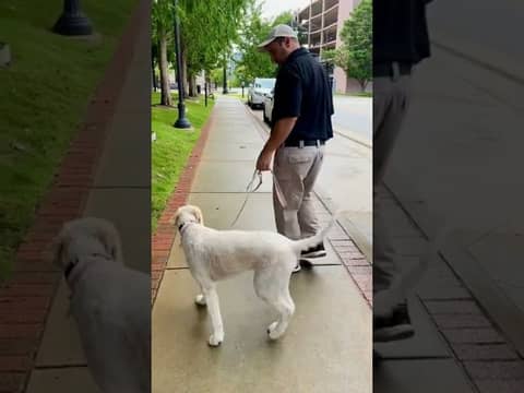 Loose Leash Walking Goldendoodle Puppy