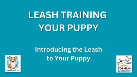 Part 12 - Introducing the Leash to Your Puppy)