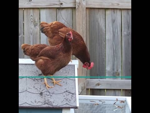 Rachel will buy ANYTHING!