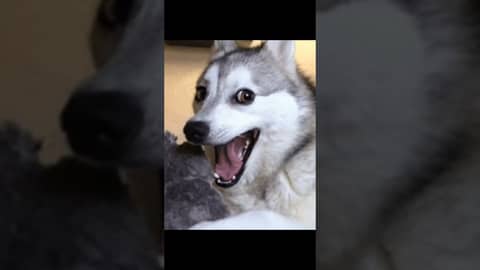 Just above Trudeau #podcast #comedy #funny