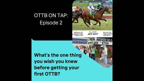 Ep.2 -- What's the one thing you wish you knew before buying your first OTTB?