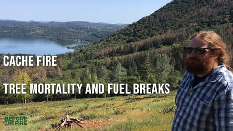Cache Fire - Tree Mortality and Fuel Breaks