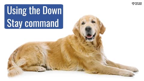 Using the Down Stay Command in Public