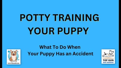 Part 8 - What to do When Your Puppy Has an Accident