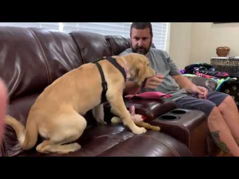 Labrador Puppy Couch Manners