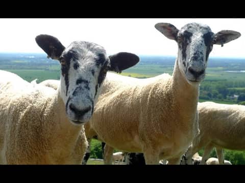 S3:  Client 17 - A Friend In Need, A Friend Indeed & A Friend In Weed w/Greg and Matt