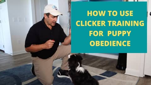 How to Use Clicker Training for Puppy Obedience
