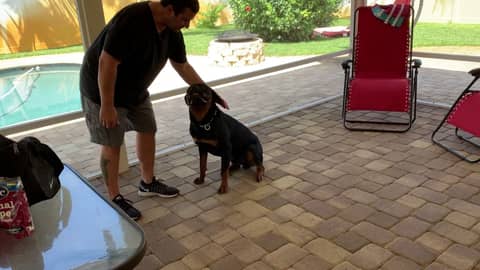 Rottie Puppy Training