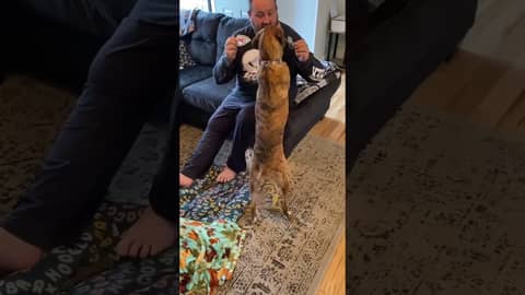 Ziggy Starpup picks the winner of #nfl  #superbowllvii