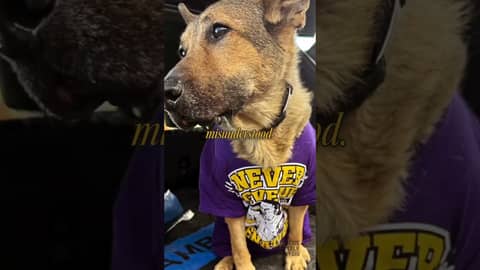 The Rescue Dog That Ended Up Rescuing Me