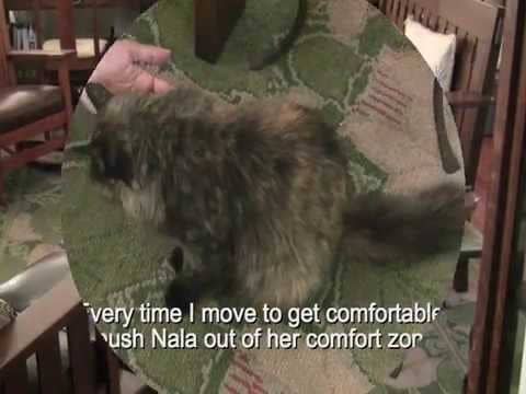 Animal Reiki on a cat