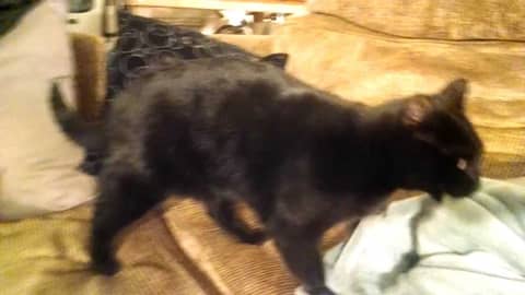 The magnetic fields of cat and blanket