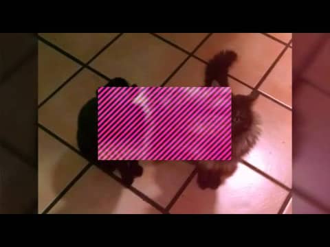 Ode to Sabrina and Kashmir