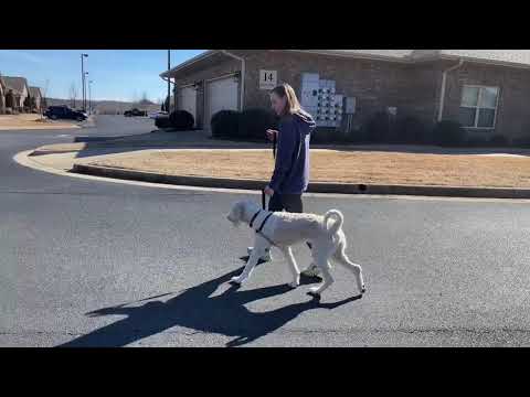 Leash Training for Reactive Puppy