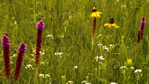 Need to Study? Block Out Distractions with Relaxing Wind Sounds White Noise