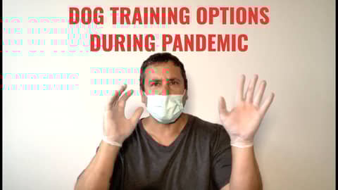 Dog Training Options During Pandemic