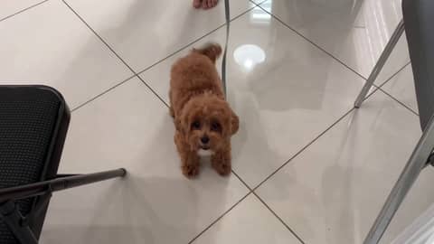 Pandemic Puppy Training for Fear and Anxiety