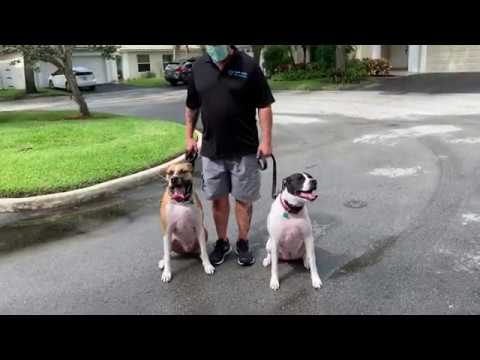 Walking Two Big Dogs at Once