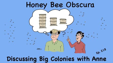 Discussing Big Colonies with Anne (218)