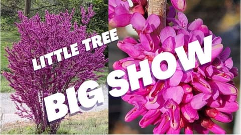 Cercis ‘Don Egolf: The Little Redbud With HUGE Spring Impact!”