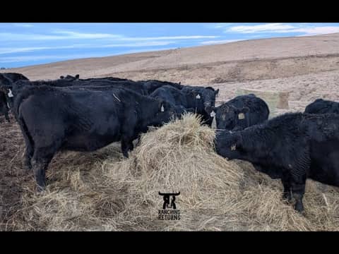 Bale Grazing Aftermath