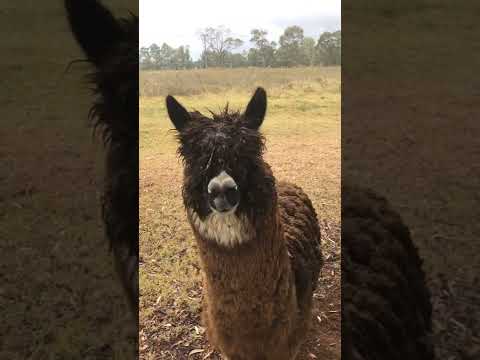Interview with an Alpaca