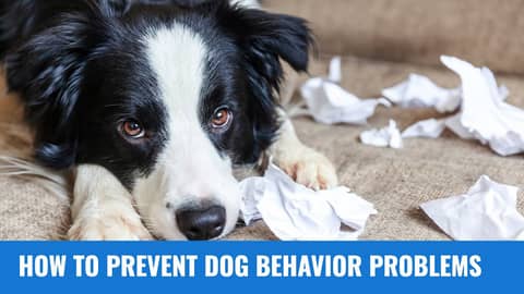 How to Prevent Dog Behavior Problems