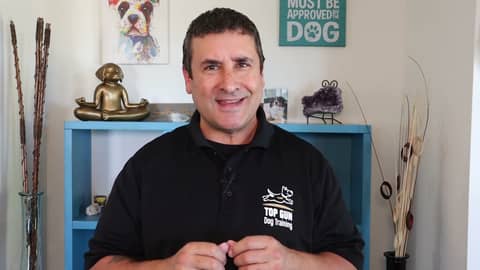 Welcome to Top Gun Dog Training in Huntsville, AL