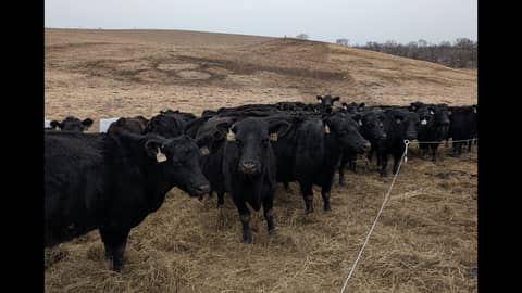 Angus Cows Bale Grazing