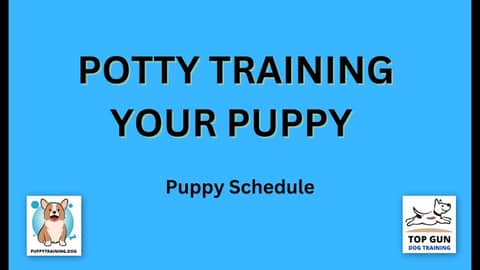 Part 15 - Creating a Puppy Schedule