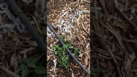 The Adventures of Matt Fiction Episode XXIX - In the Garden