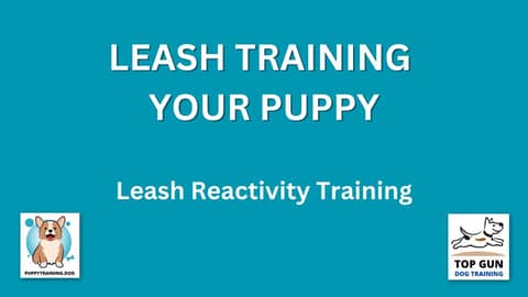 Part 20 - Leash Reactivity Training