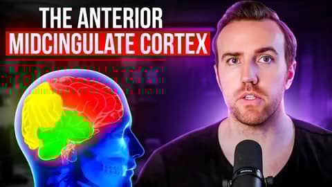 Discomfort, Huberman & The Anterior Midcingulate Cortex (AMC) Discomfort, Huberman & The Anterior Midcingulate Cortex (AMC)