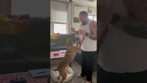 Ziggy picks the #week11 game between @eagles and @@KansasCityChiefs