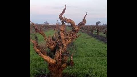 Episode 40-Old Vines, CRISPR, Wine Quality, 2nd Cheapest Wine