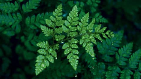 Rain Sounds to Sleep from a Luscious Rainforest
