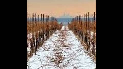 Episode 35-Cool Climate, Wine On Tap, Worst Food And Wine Pairings