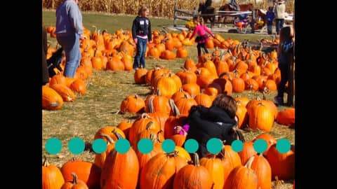 Is Apple Picking Worth It?