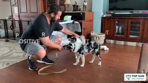 Putting Leash on Dog When They Resist