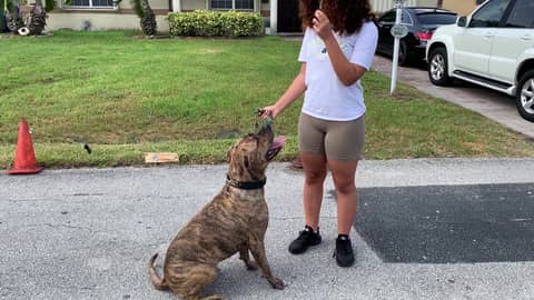 Pitbull Leash Training