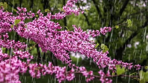 Can't focus? Block out distractions with relaxing rain sounds!